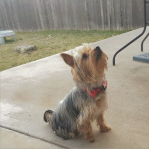 Dog