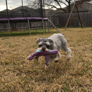 Pet 4
