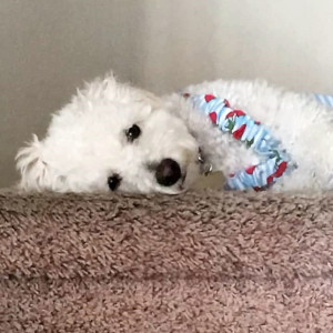 Pet