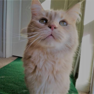 Pet