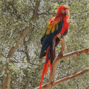 Pet