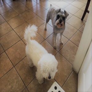Dog